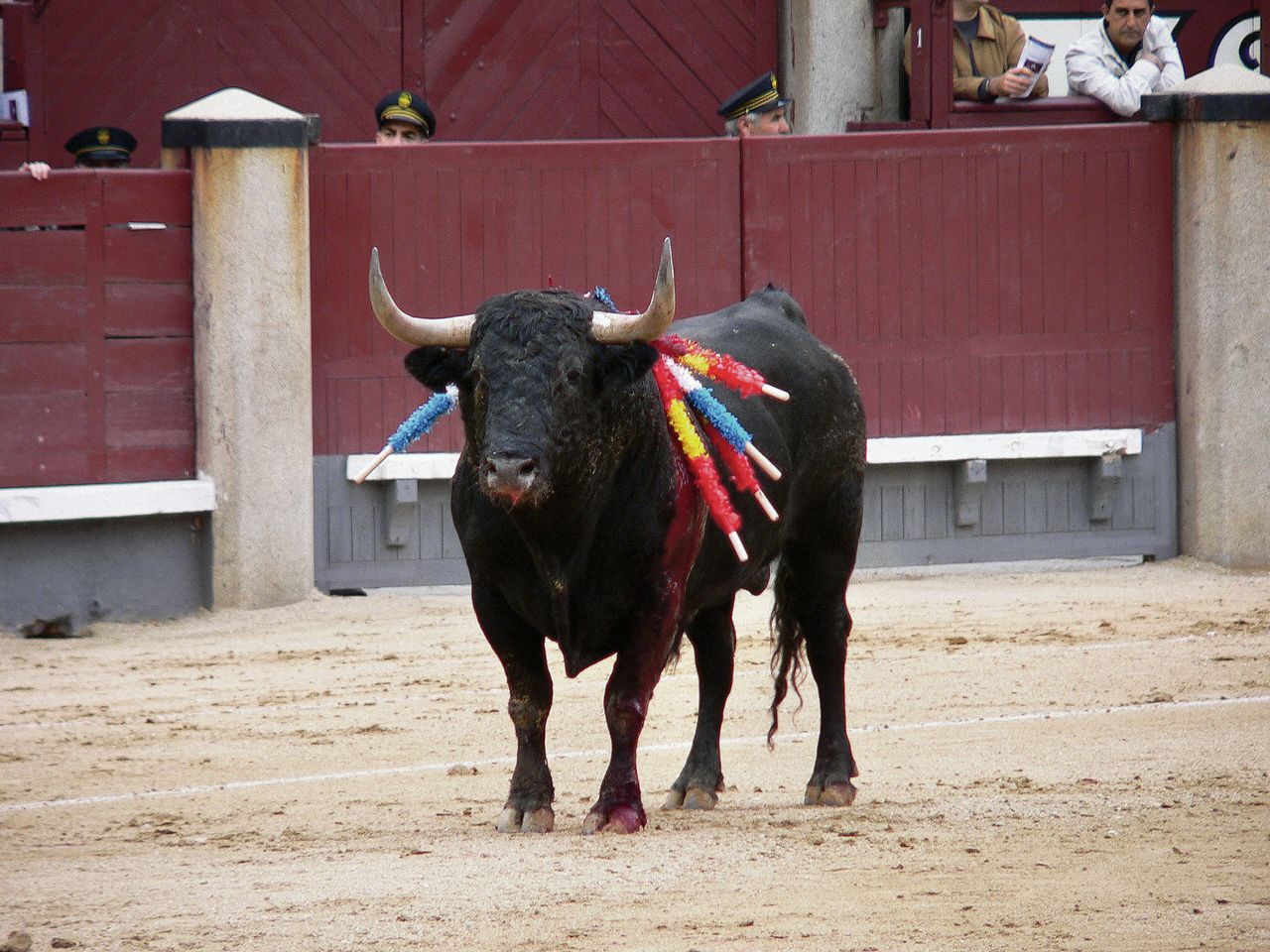 Stier in de Plaza de Toros de Las Ventas in Madrid metbanderilla’s in zijn zij.