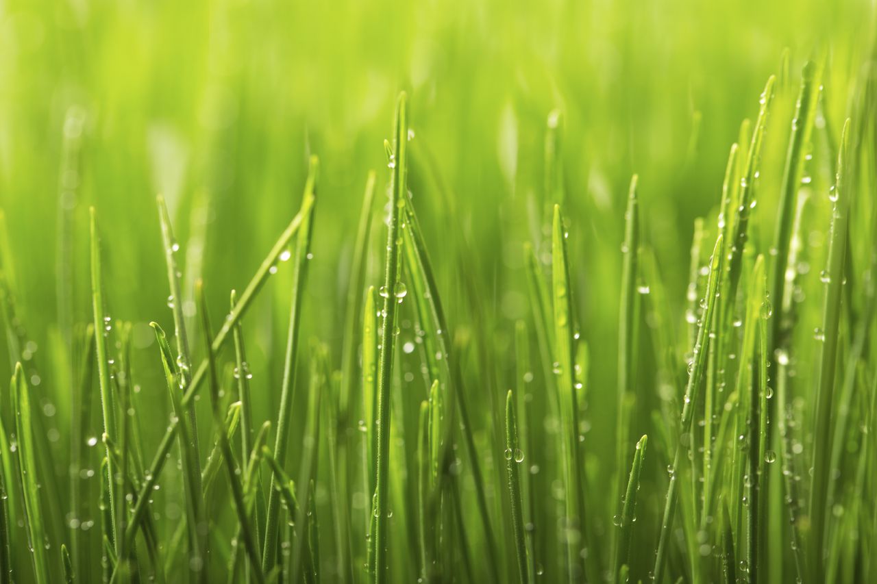 Green wet grass with dew on a blades. Shallow DOF