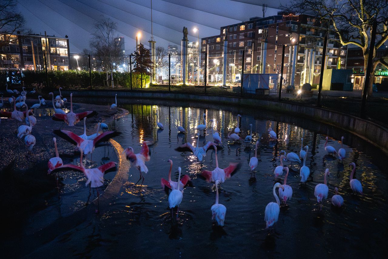 Dierentuin in het donker: de geluiden van de jungle klinken ook ’s nachts door de boxen