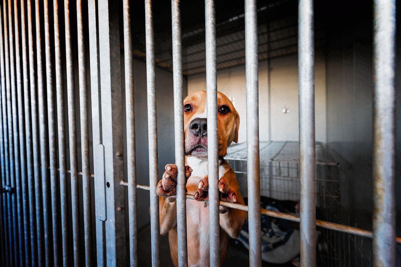 De meeste honden die in een asiel belanden, zijn geen rashonden. De erfelijke basis is dan onduidelijk.