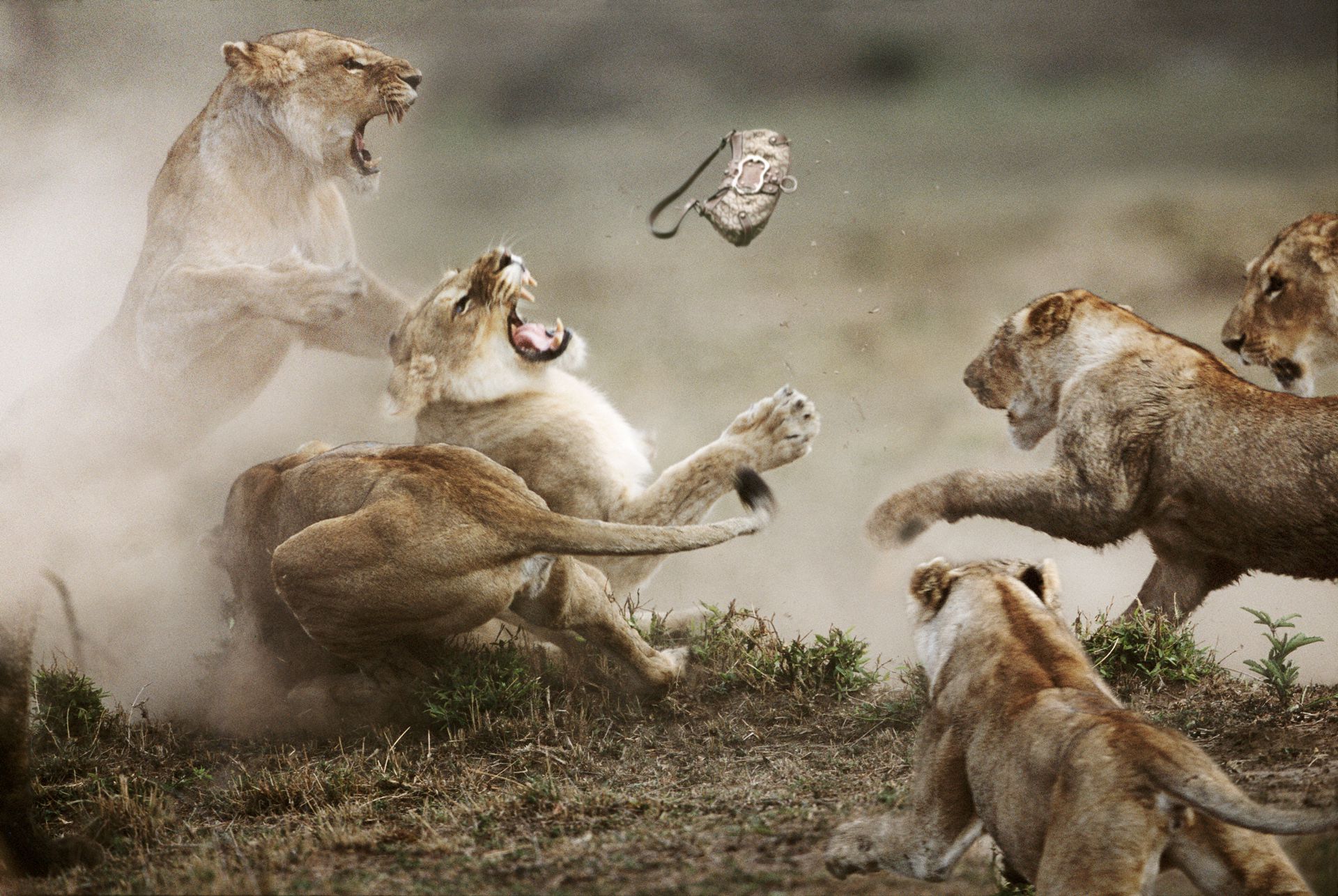 Бои дикий животный. Битва Львов за Прайд. Стив Блум фотограф. Животные дерутся. Агрессия животных.