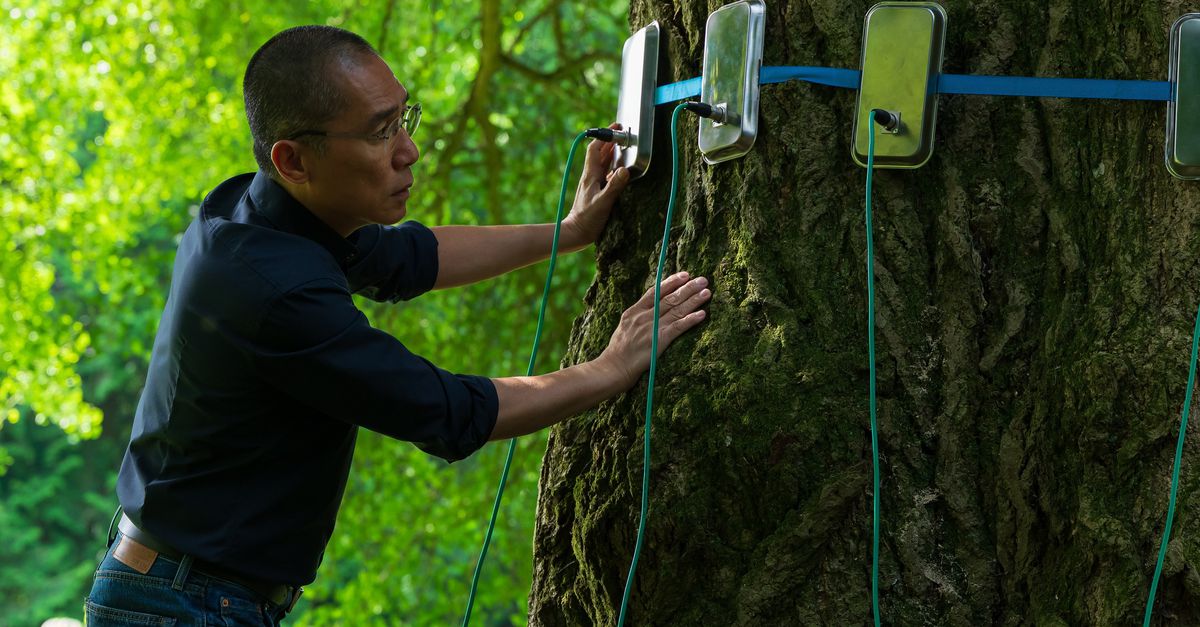 ‘Silent Friend’ beziet de wereld door de ogen van een boom: ‘Sommige kleine planten werden heel goede vrienden’