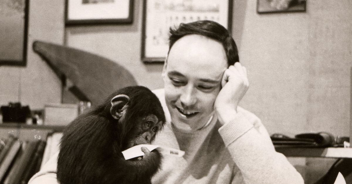 Oorlelletjes dragen bij aan de sensualiteit van onze seks, schreef zoöloog Desmond Morris onbekommerd op