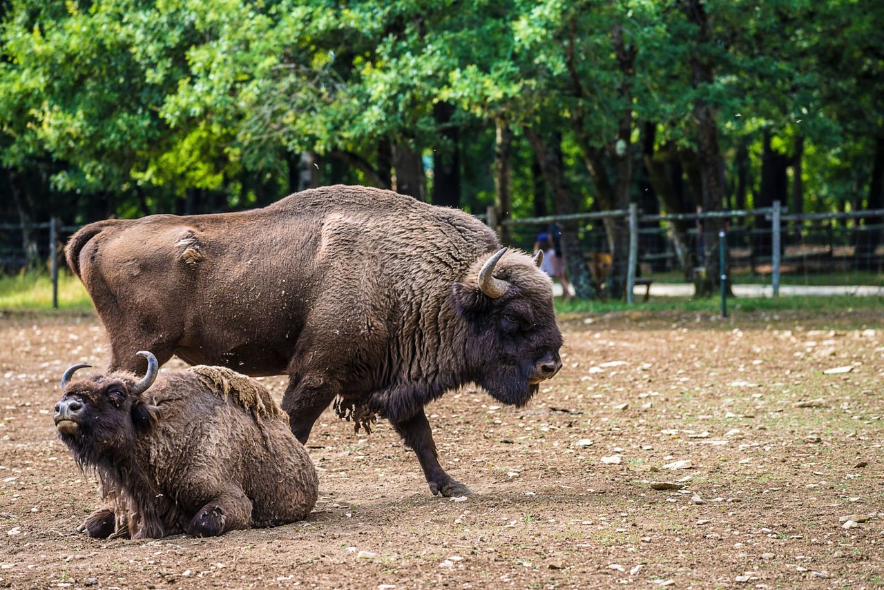 Twee Europese bizons in een dierentuin.