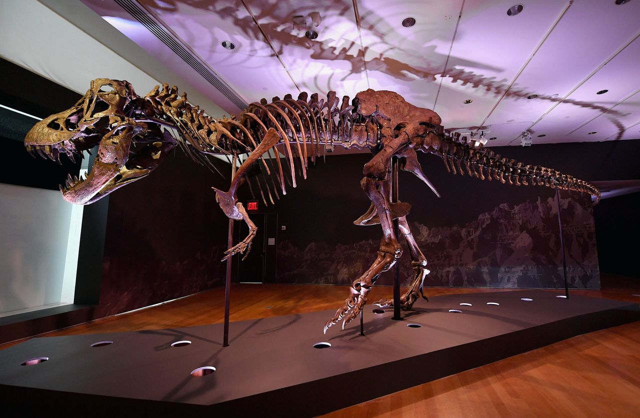 De T-rex stond jarenlang tentoongesteld in het Black Hills Geological Research Institute in South Dakota.