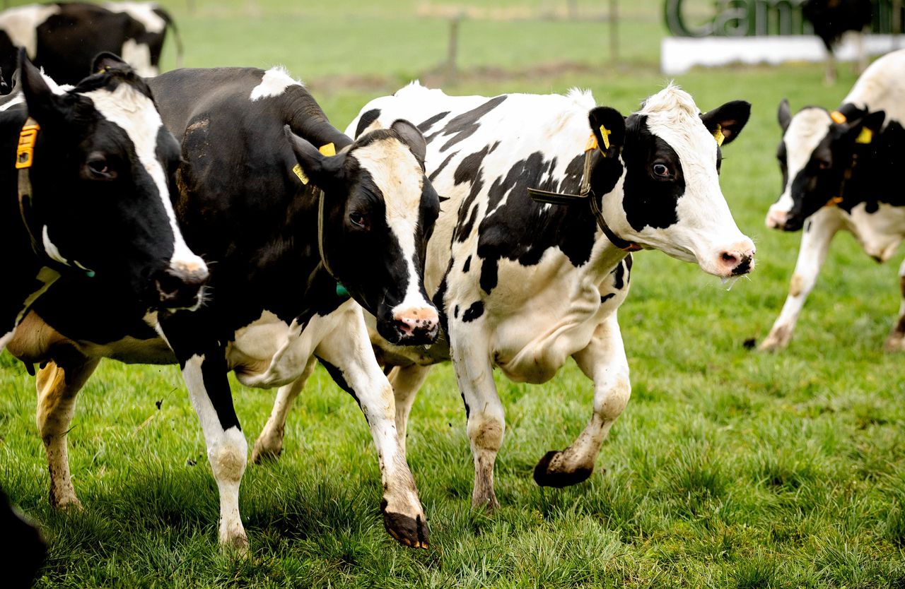Stikstofplan boeren: meer koeien in de wei en minder eiwit in veevoer 