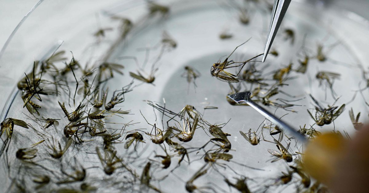 Первая смерть из-за инфекционного заболевания денге на Кюрасао – министерство предупреждает туристов