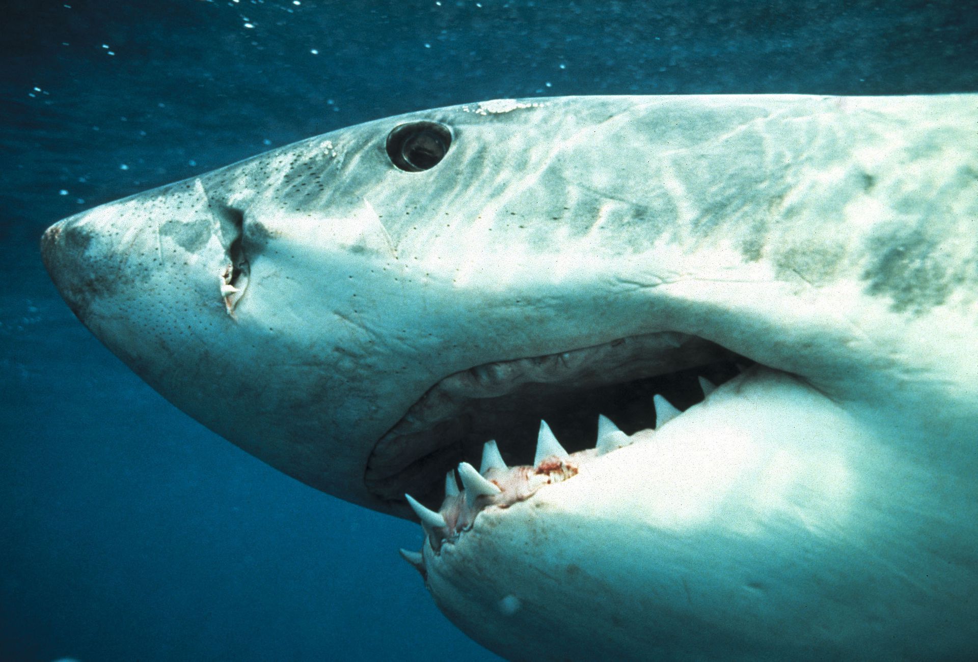 Тигровая акула челюсти