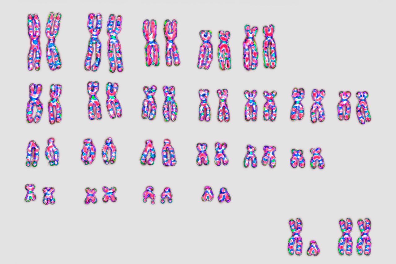 Met de ontrafeling van het Y-chromosoom is het laatste puzzelstukje van het menselijk genoom gelegd 