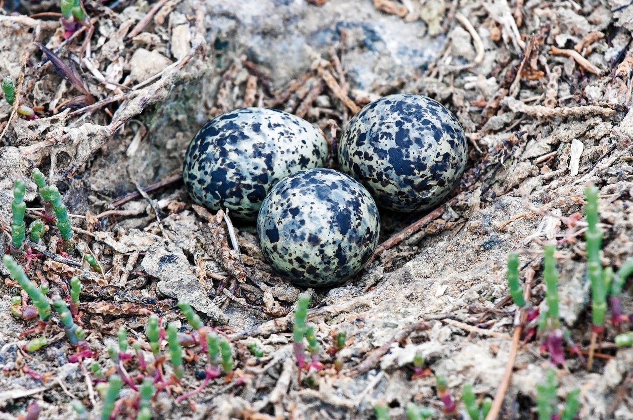 Vogels danken gekleurde eieren aan dinovoorouders - NRC
