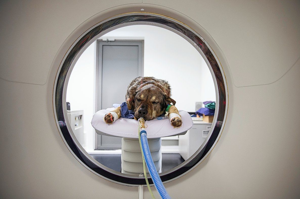 Hond Fenrir in de MRI-scan bij de Specialistische Dierenkliniek Utrecht.