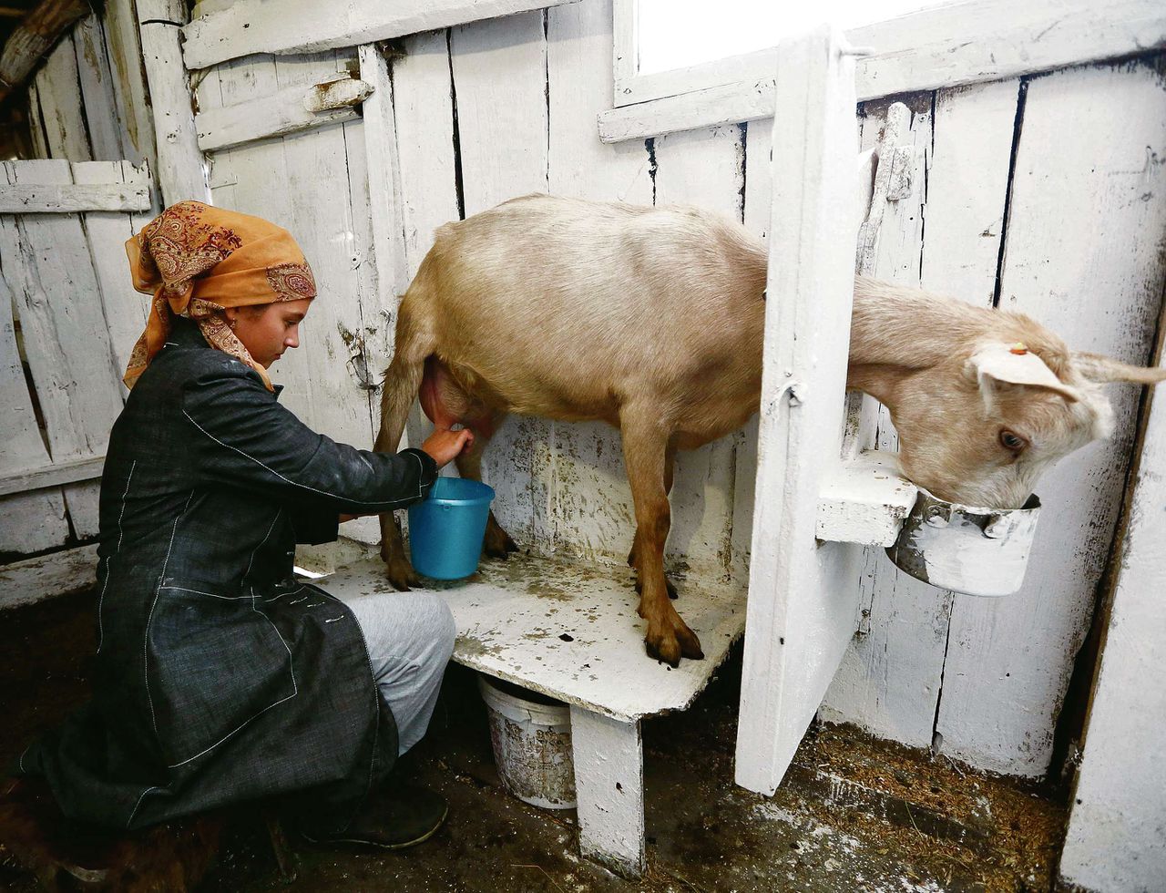 In Kluchi in Siberië hebben Zoya en Gennady Lipnyagova in 2010 met 300.000 roebel subsidie van de staat een geitenbedrijf opgezet. De Russische landbouwsector is vorig jaar opnieuw gekrompen.