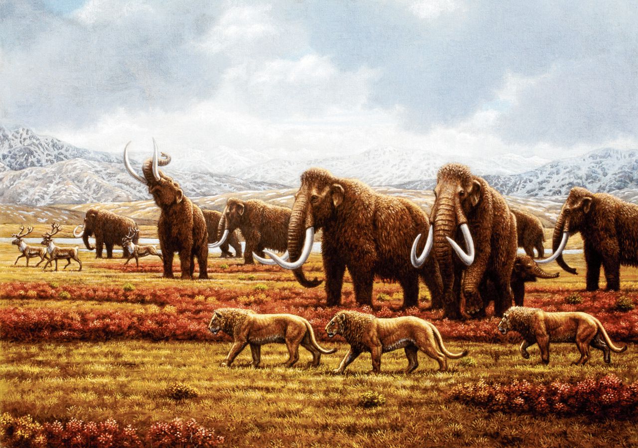 Van bloem tot gras: landschap van mammoeten veranderde voortdurend 