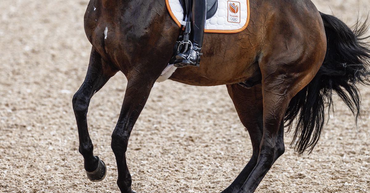 The Dressage team finished fifth in the World Cup and qualified for the Olympics