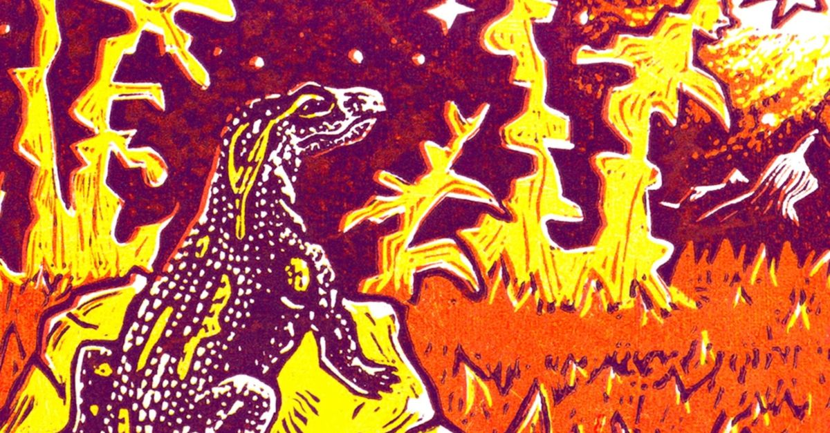 Als je hem ziet ben je verslaafd: de vuursalamander