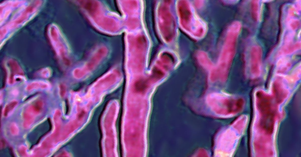 Resistente compostschimmel zorgt voor gevaar in Nederlandse ziekenhuizen