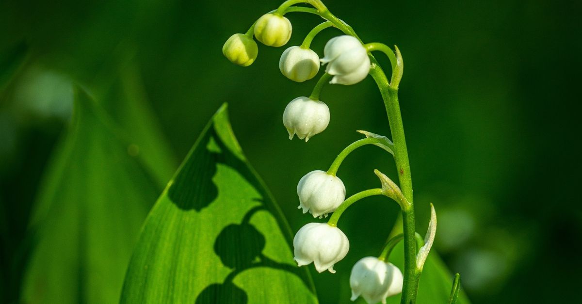 Ook de Nederlandse natuur kan dodelijk giftig zijn als je even niet
