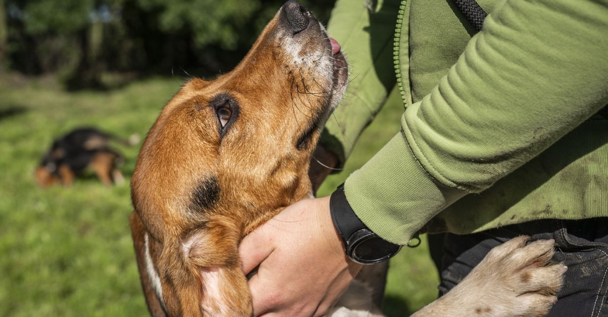 From laboratory dog to pet Pledge Times