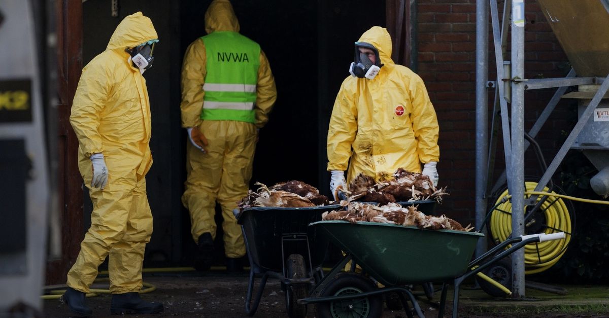 Kittens besmet met vogelgriep. Springt het virus nu ook over op de mens?