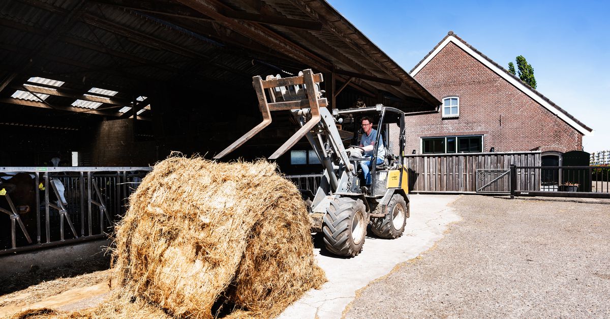Zo belandde het landelijke stikstofdossier bij Elbert Hennipman op het erf. ‘Het kan toch niet dat met het opofferen van vijf bedrijven een complete gemeenschap kapotgaat?’