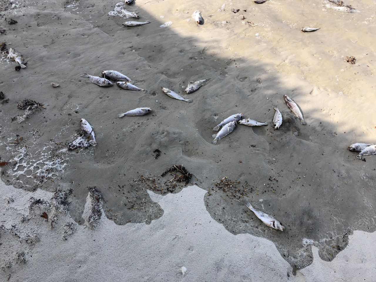 Daytona Beach is bezaaid met dode visjes.