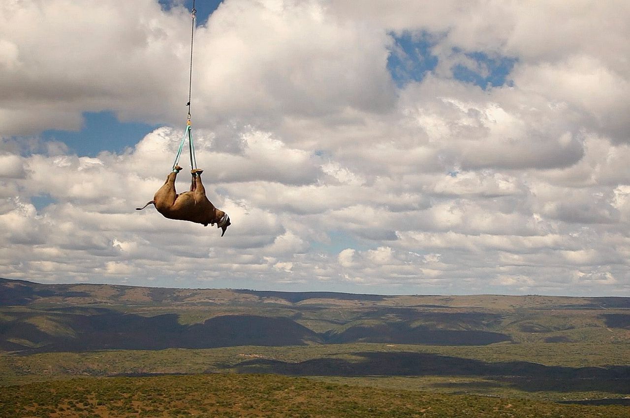 Een neushoorn onder een militaire helikopter in Zuid-Afrika.