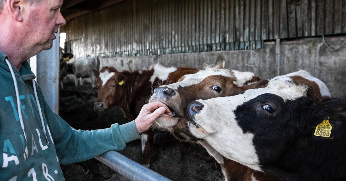 Als er dan tóch vlees in de gehaktbal gaat, kijk dan eens naar de dubbeldoelkoe