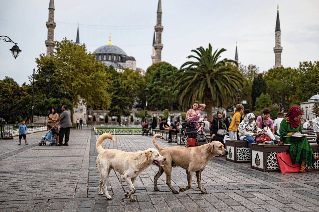 Twee zwerfhonden lopen langs de beroemde Blauwe Moskee in Istanbul. Niemand weet precies hoeveel zwerfhonden en -katten er in Turkije zijn, maar alleen al in Istanbul wordt hun aantal op enkele honderdduizenden geschat.