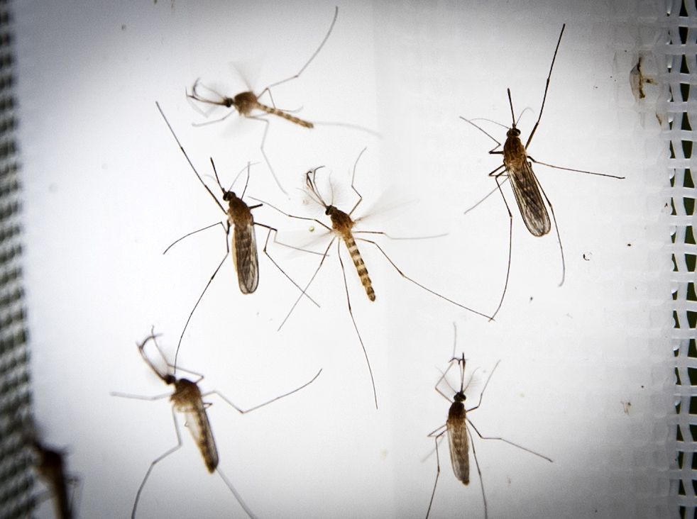 Muggen in het lab van de Wageningen Universiteit.