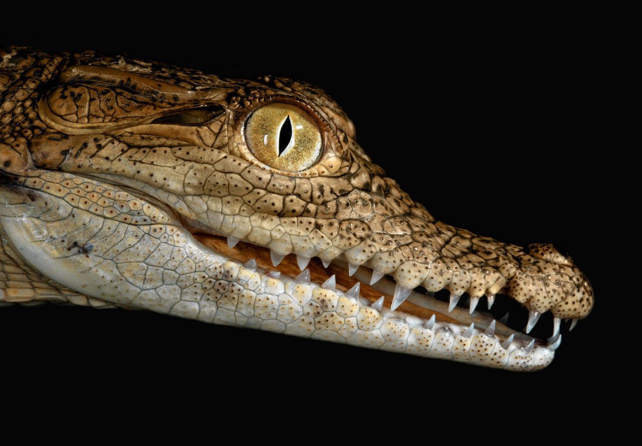 Met de kreukelige kop van de krokodil is iets geks aan de hand