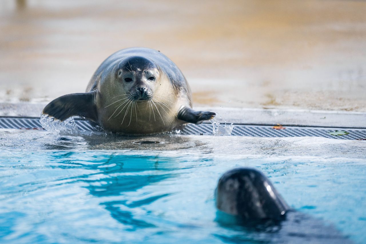 Elf jonge zeehondjes kijkhit in Japan 