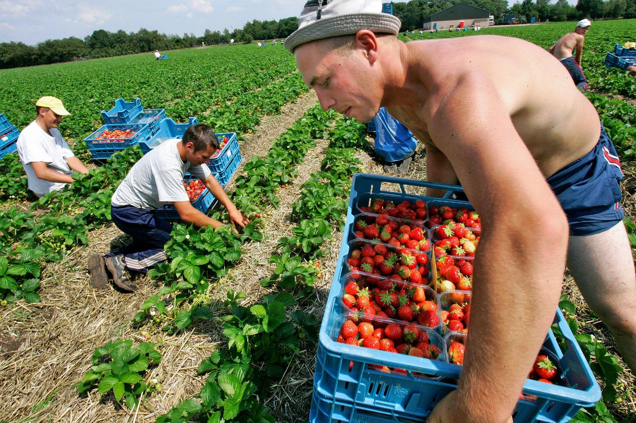 Zonder arbeidsmigranten worden tomaten niet geplukt 