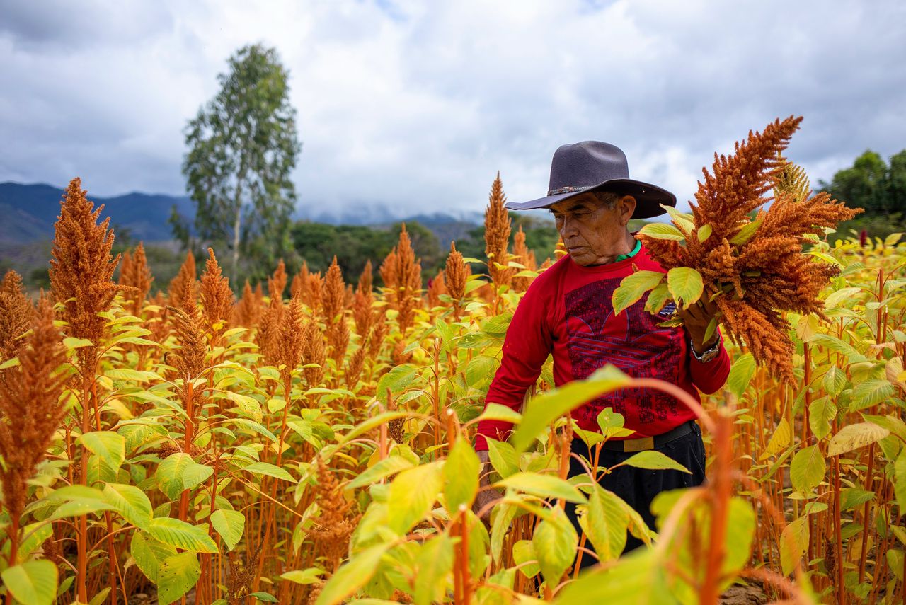 Met het oude ‘superfood’ amarant verweert dit Mayadorpje zich tegen de droogte die El Niño brengt 