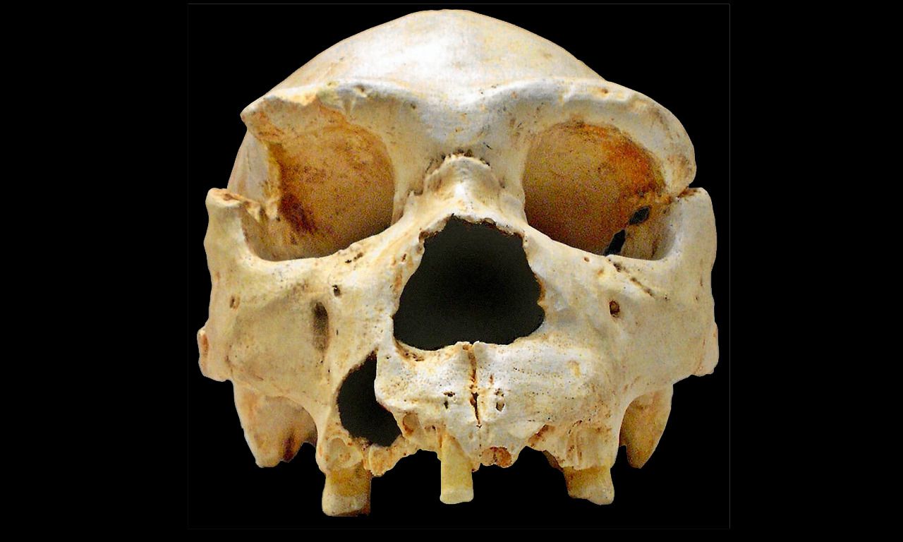 Homo erectus redde het in elk klimaat – zelfs beter dan Homo sapiens 