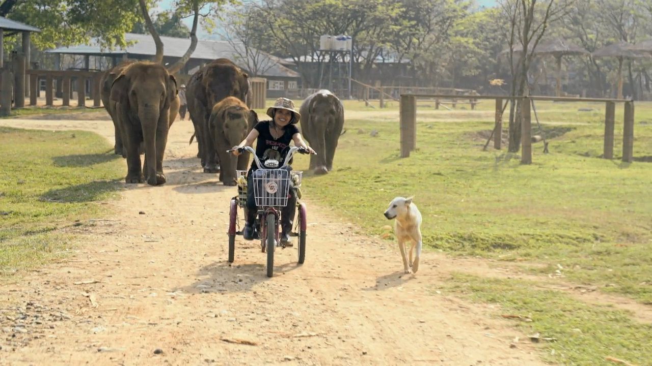 Lek Chailert beheert een natuurreservaat voor olifanten uit de Thaise toeristenindustrie.