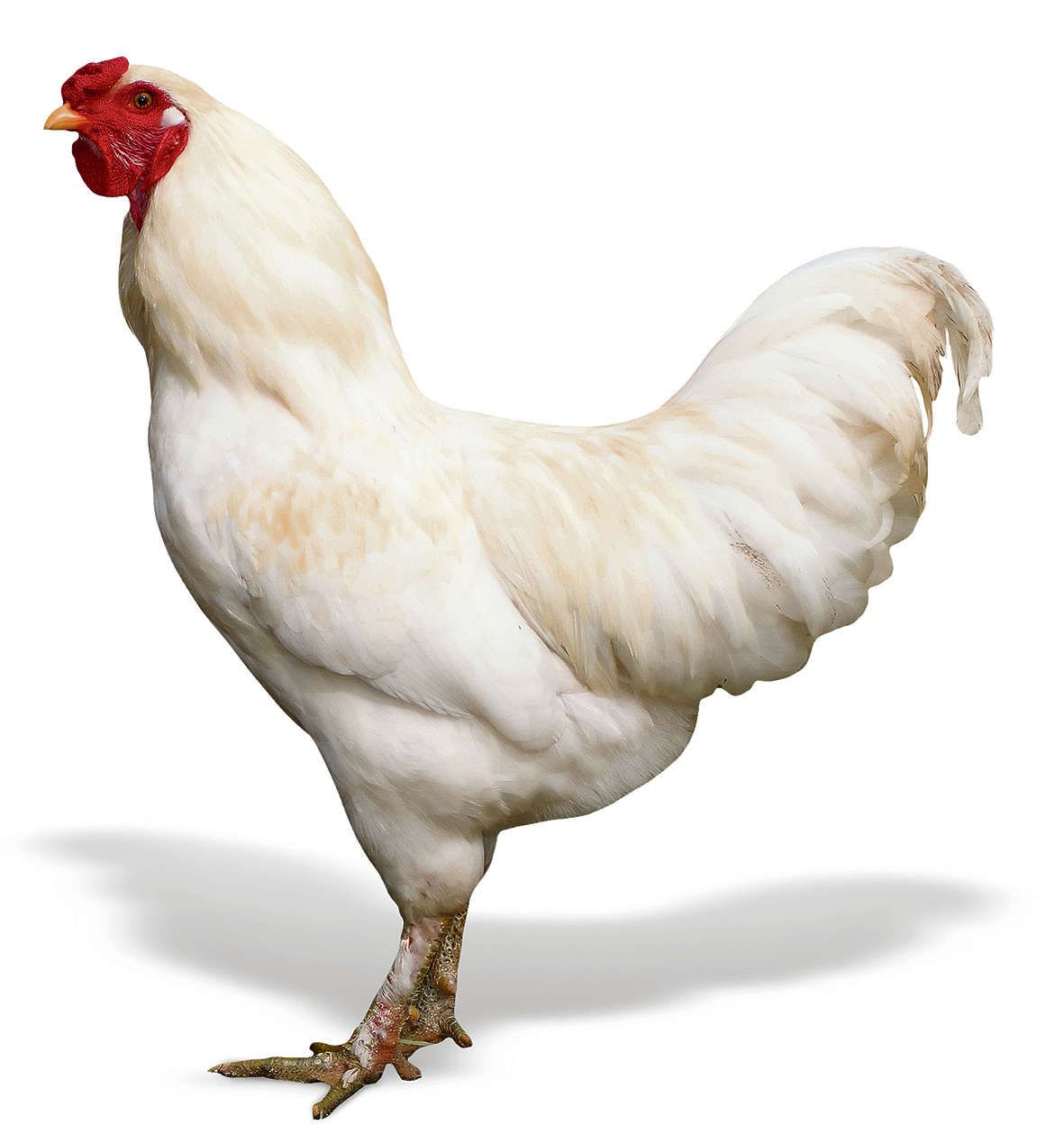 Reisbureau Misverstand Praten tegen Een kip van drie dagen ouder is nog geen duurzame kip - NRC