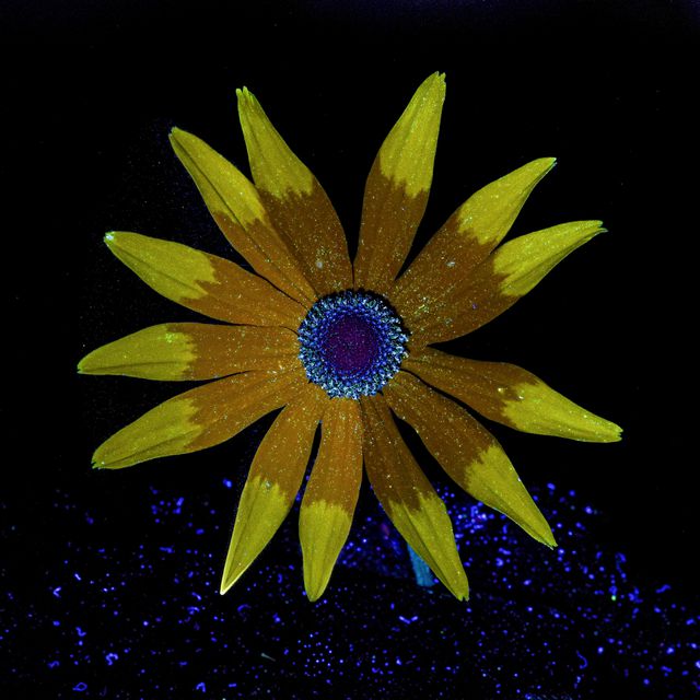 De uiteinden van de bloemblaadjes van de zonnehoed fluoresceren geelgroen, terwijl de basale delen warm bruin oplichten. Het vrij beschikbare stuifmeel fluoresceert helder blauw.