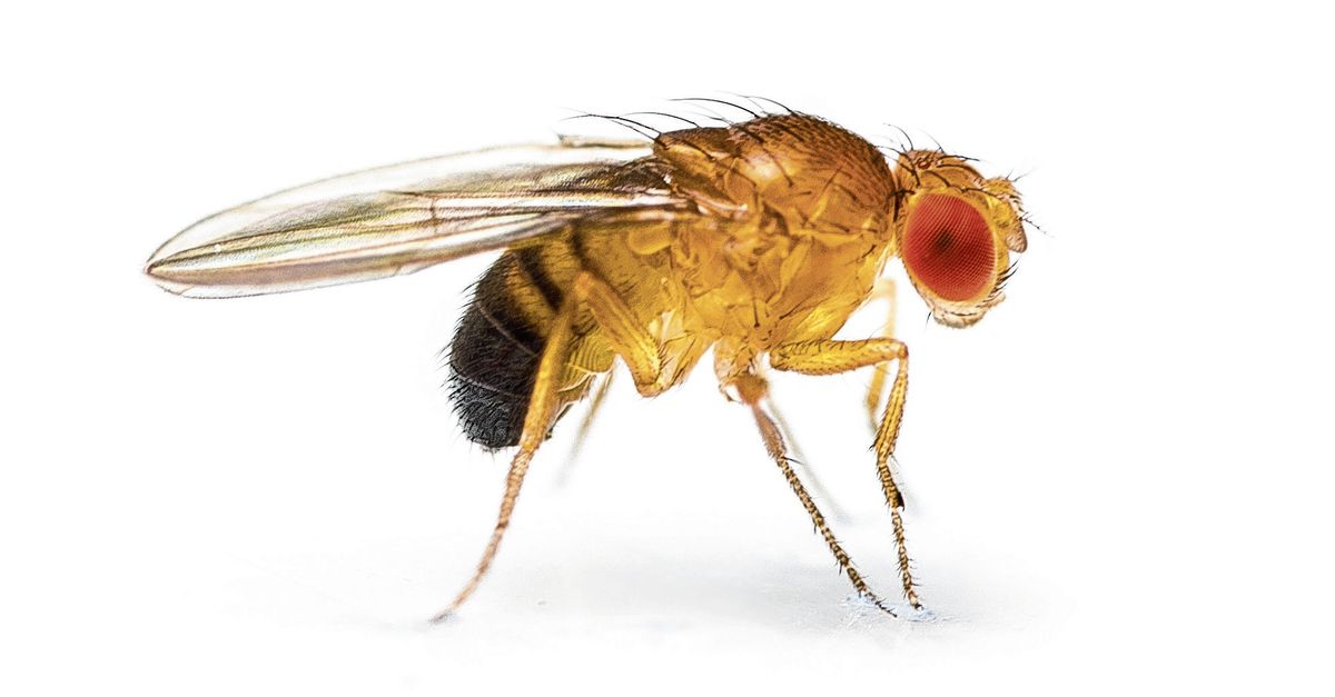 Zijn Fruitvliegjes Gevaarlijk Nrc