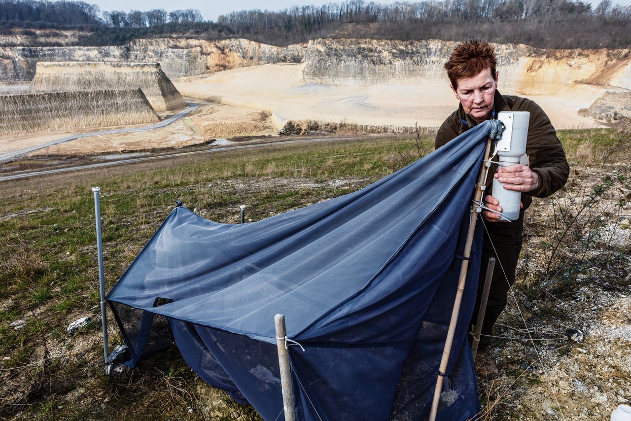 Paddenstoelmug en bochelvlieg: pioniers van de Pietersberg 