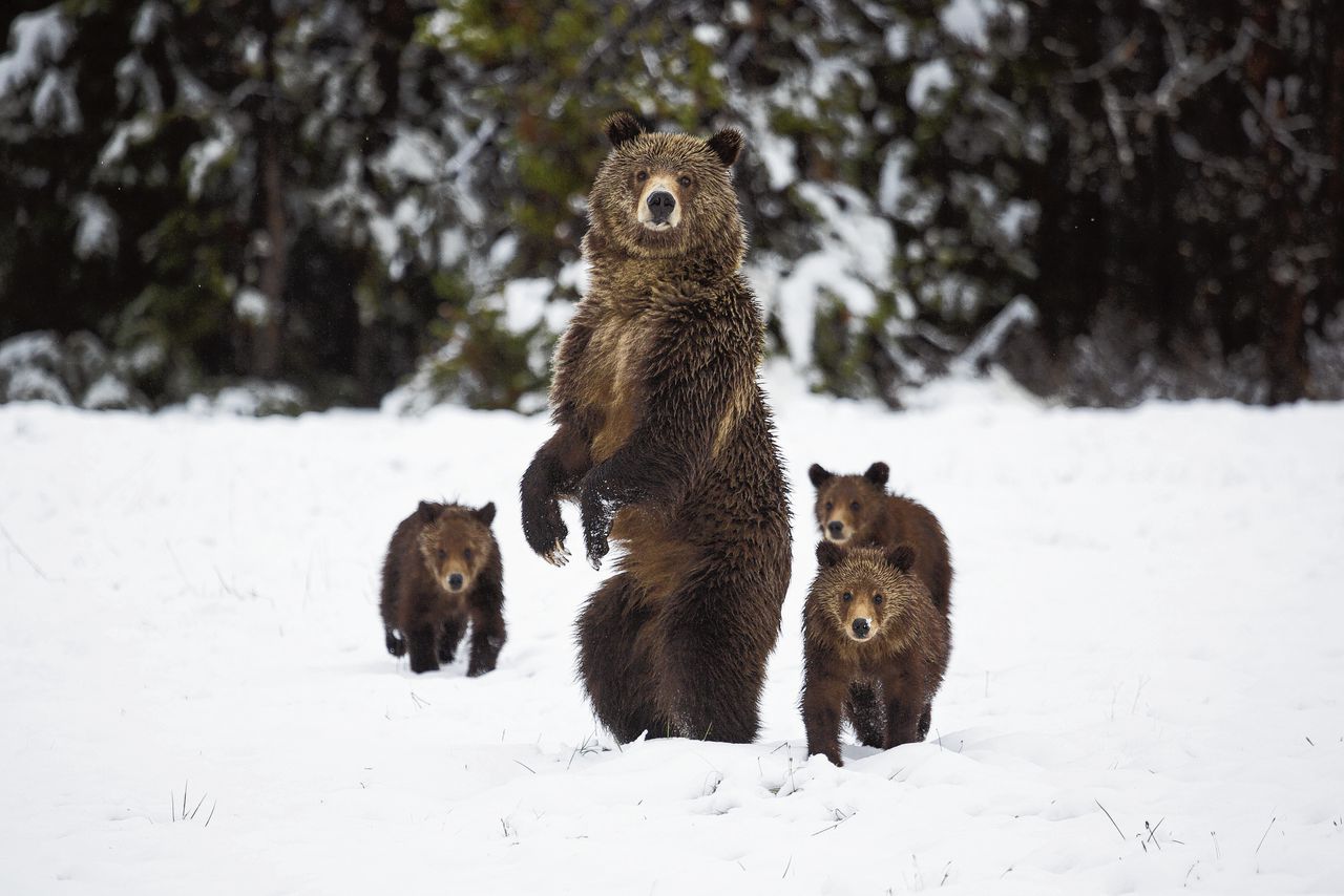 Grizzly’s worden na jaren afwezigheid weer uitgezet in het Amerikaanse Yellowstone-park. Beeld uit de documentaire Yellowstone, de terugkeer van de grote jagers’.