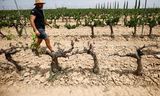 A cava producing vineyard in drought-stricken Spain.  Price increases due to drought are an example 