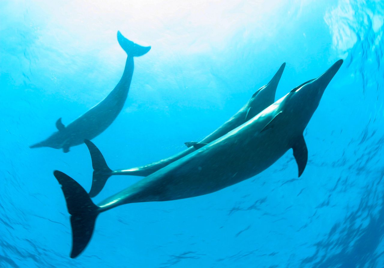 Langsnuitdolfijnen bij de noordwestelijke eilanden van Hawaï.