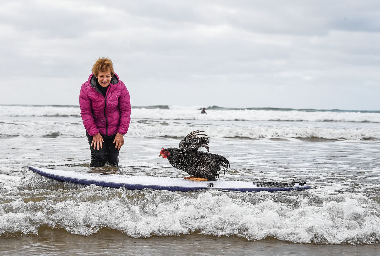 In het Australische stadje Ocean Grove neemt Elaine Janes een van haar kippen mee uit surfen.
