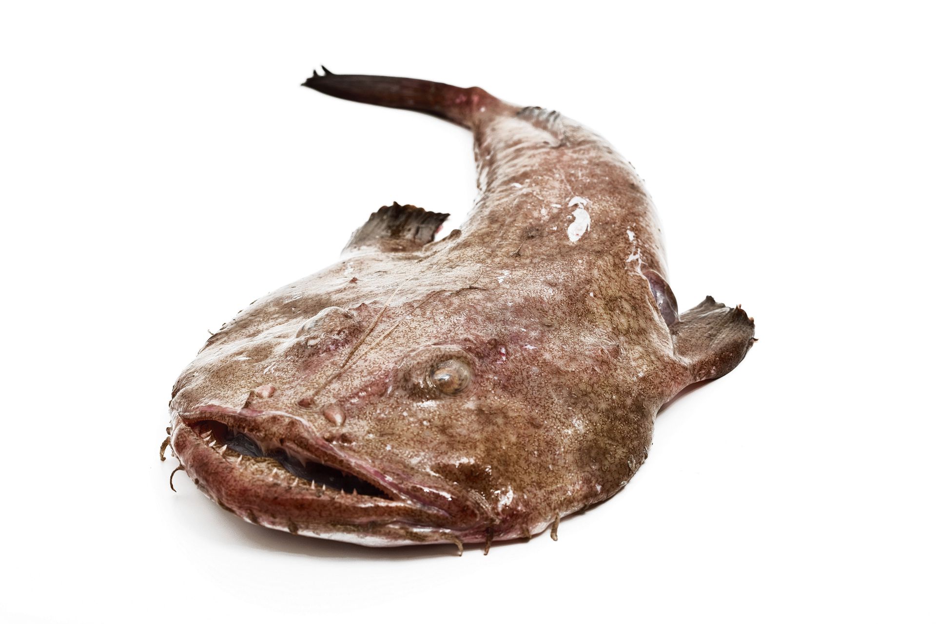 Рецепт рыбы морской черт