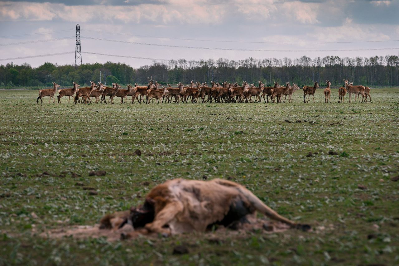 Advies: Veel minder grote grazers in Oostvaardersplassen 