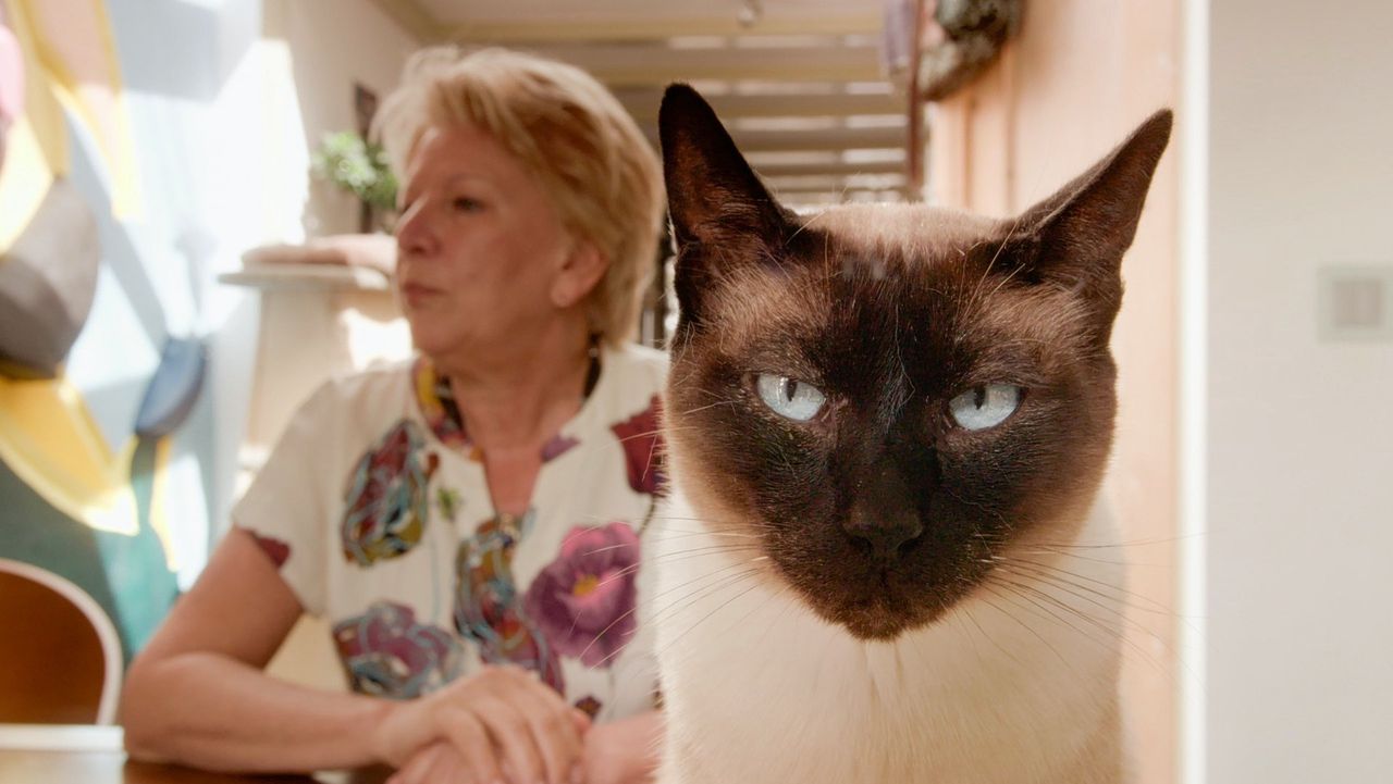 ‘Cat Stories’ toont de opmerkelijke band die Nederlanders met hun kat hebben.