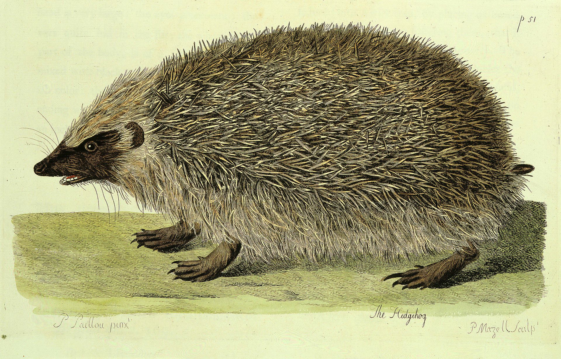 Natural History drawing Hedgehog