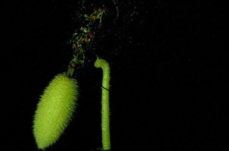 De springkomkommer is een explosieve vrucht die zijn zaden met grote kracht wegspuit