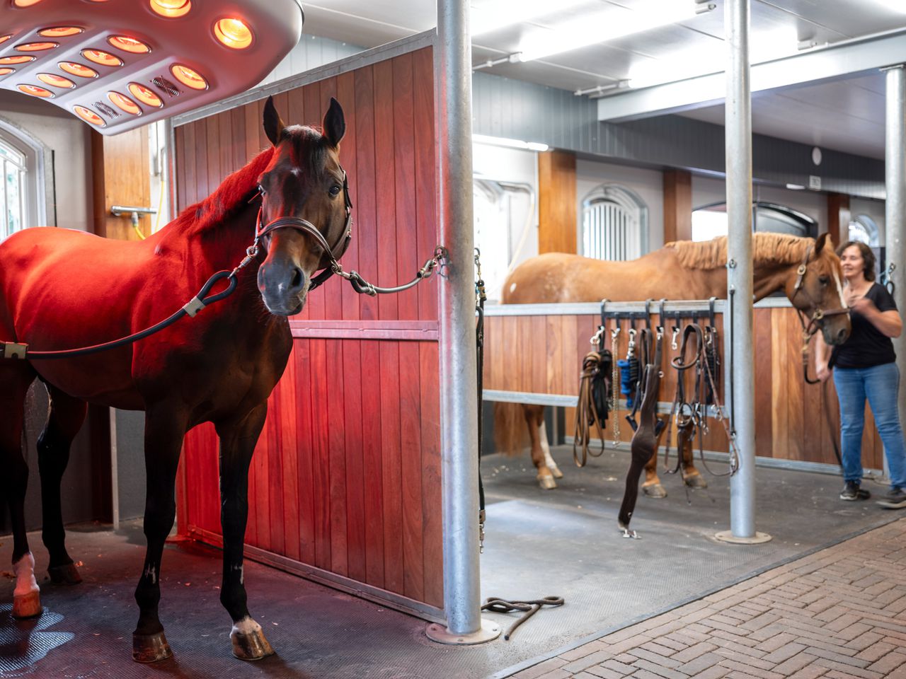 De ervaren ruin met glamour of de hengst in de ‘prime’ van zijn leven? Springruiter Harrie Smolders moest kiezen met welk paard hij naar de Spelen ging 