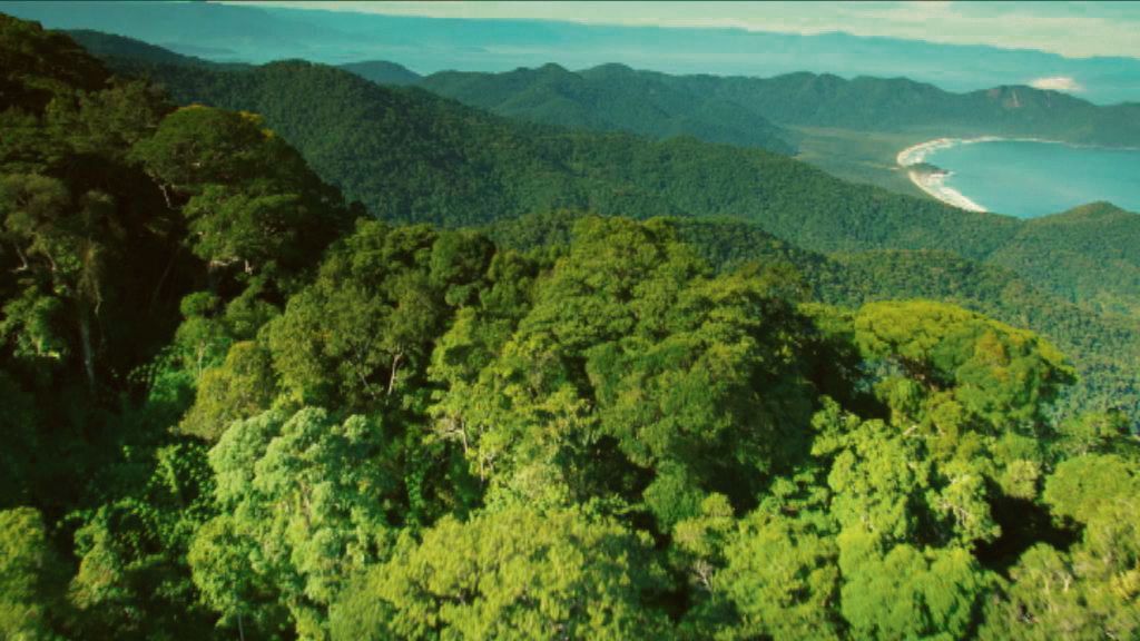 Дикая бразилия фото Brazil, a Natural History - NRC